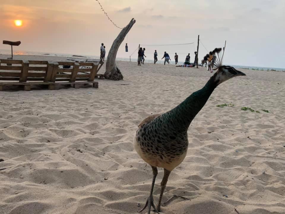 Sea Crest Beach Villa 앰발랑고다 외부 사진